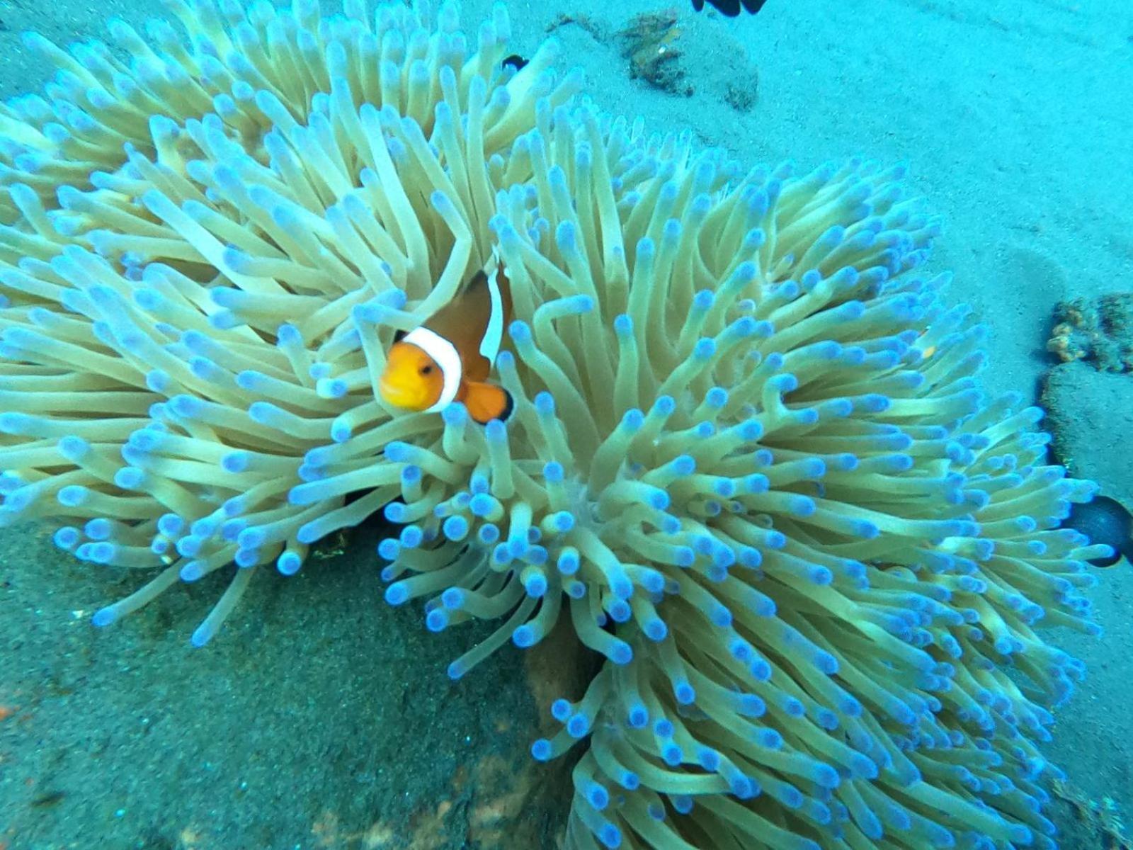 Diversia Diving Club & Bungalows Gili Trawangan Exterior foto